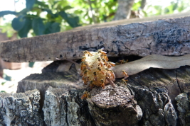 Nest entrance of a rustic hive, Campo Ramón, Misiones  (Photo: L. Alvarez)