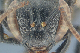 Head in frontal view, worker