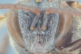 Head in frontal view, male
