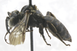 Male in lateral view,  Buenos Aires (MLP) 