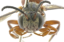 Head in frontal view of female of <i>Trichonomada roigella</i> Michener, 1996 