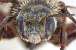 Head in frontal view, male, holotype, Bompland, Misiones (MLP) (Photo: L. Alvarez)