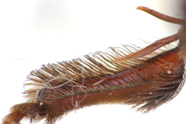 Hind tarsus, male, holotype, Bompland, Misiones (MLP) (Photo: L. Alvarez)