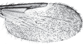 wing female