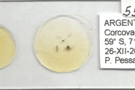 preparado microscópico Holotipo macho con  exuvia de pupa
