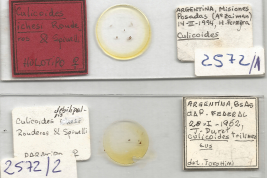 preparados microscópicos Holotipo hembra y Paratipo hembra