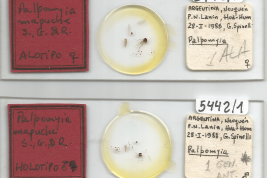 slide Holotype female y Alloype male