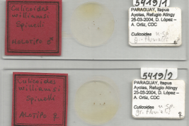 slide Holotype and Alotype