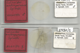 preparados microcópicos Holotipo macho y Alotipo hembra