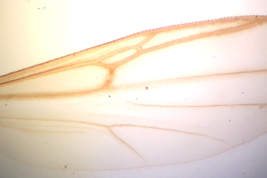 Holotype female wing (BMNH)