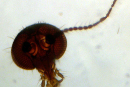preparado microscópico Holotipo hembra (BMNH) cabeza