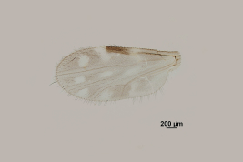 female wing