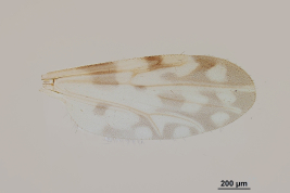 photomicrograph wing female
