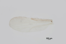 photomicrograph male  wing 