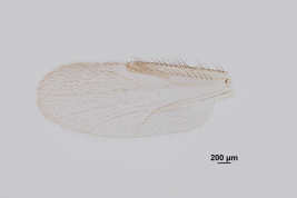 photomicrograph female wing 