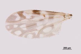 photomicrograph wing female