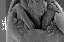 microfotografía MEB Capsula Cefálica de larva vista ventral