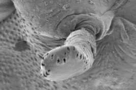 microfotografía MEB Organo Respiratorio de la pupa