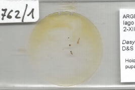 Holotipo macho, con exuvia pupal, preparado microscópico (MLPA)