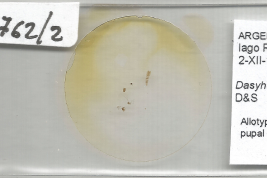 Alotipo hembra, con exuvia pupal, preparado microscópico (MLPA)