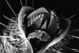 detail mouthparts frontal view SEM