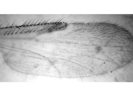 photomicrograph female wing