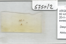 Allotype female, slide (MLPA)