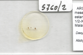  Allotype female, slide (MLPA) 