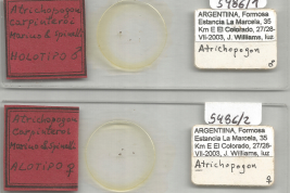 preparados microscópicos Holotipo macho y Alotipo hembra