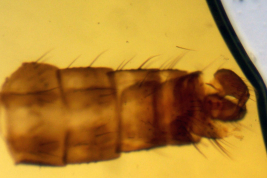 Paratype male, male genitalia (BMNH)