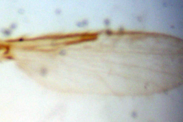 Holotipo macho, microfotografía ala, preparado microscópico (BMNH)