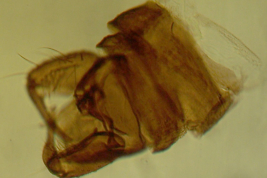 Holotipo macho, microfotografía wing, preparado microscópico (BMNH) 