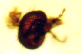 Allotype female,  head, slide (BMNH)