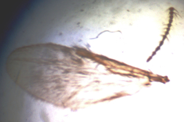 Alotipo hembra, ala, preparado microscópico (BMNH)