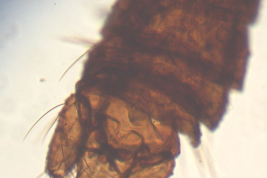 Holotipo macho, genitalia, preparado microscópico (BMNH)
