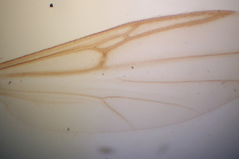 wing Allotype hembra 