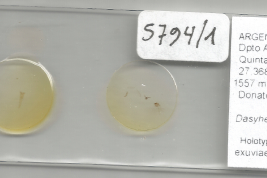 Holotipo macho con exuvia de pupa, preparado microscópico (MLPA)