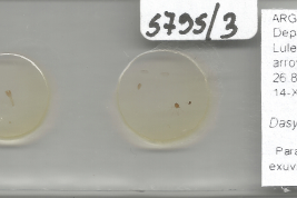 prepado microcopicos Paratipo hembra con exuvia de pupa