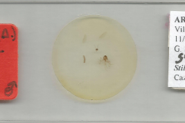 Holotype male (MLPA)