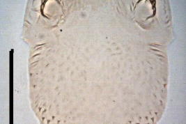 microfotografía apotoma dorsal (DA) pupa  macho