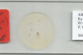 Holotipo macho, preparación microscópica (MLPA)