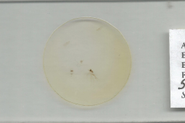 Paratipo hembra, preparación microscópica (MLPA)