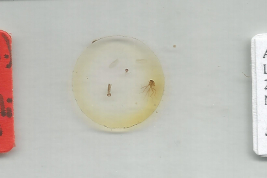  Holotipo macho, preparación microscópica