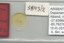 prepado microcopicos Alotipo hembra