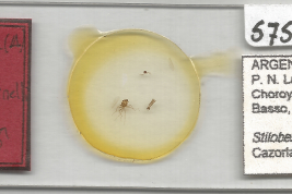 Holotipo macho, preparación microscópica