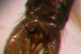 prepado microcópico Holotipo macho, genitalia (BMNH)