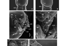 larvas capsula cefálica con detalles MEB