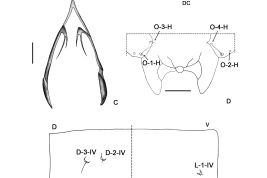 dibujos: MD, Epi, hipo, partes bucales y segmentot 4 larva
