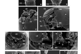  microfotografías larva MEB Capsula cefálica, detalles y segment 9