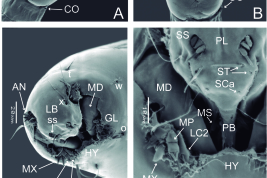 microfotografía MEB larva Capsula Cefálica  detalles